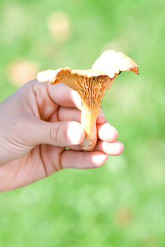 雞油菌
