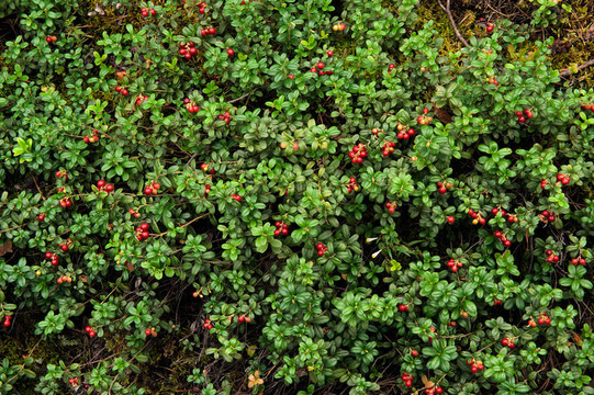 Cowberry或越橘（越桔）