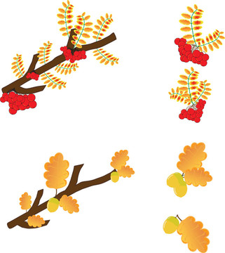 說明葉櫟；rowan berry