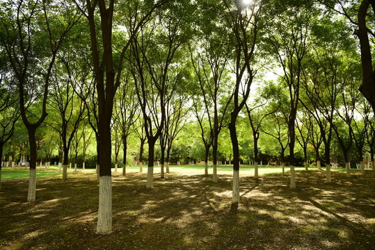 陽光 樹林 草地