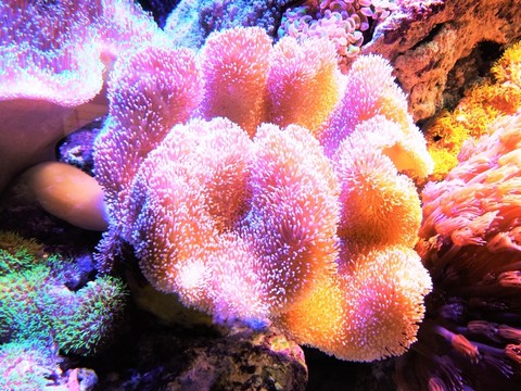 珊瑚 水生植物