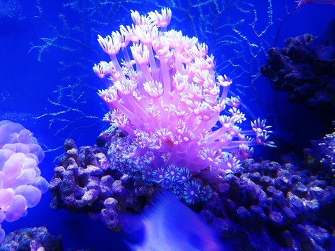 珊瑚