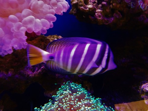 珊瑚 魚