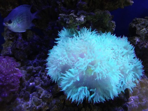 珊瑚 魚 水中植物