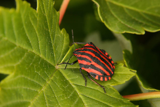 條蟲子（Graphosoma lineatum）