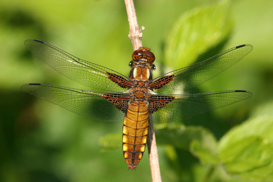基斑蜻（Libellula depressa）