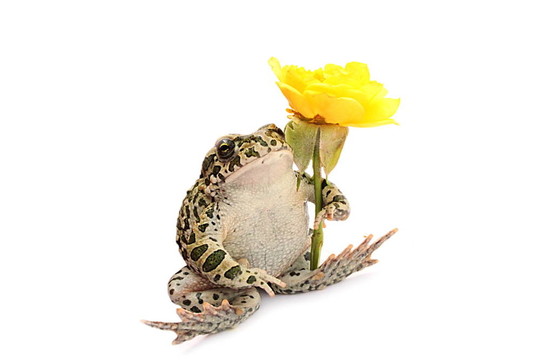 青蛙和花