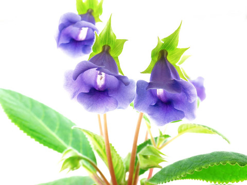 花白色的風(fēng)鈴草