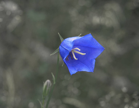 風鈴草