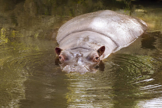 都柏林動(dòng)物園河馬游泳