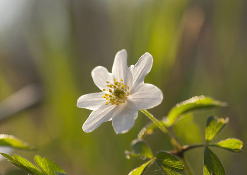 櫟林銀蓮花