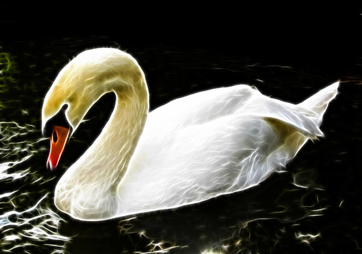 發(fā)光的白色鵝插圖