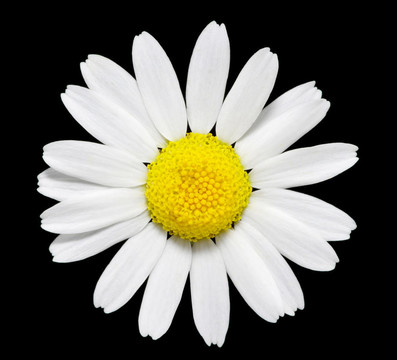雛菊花