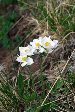 銀蓮花（Anemonastrum crinitum）