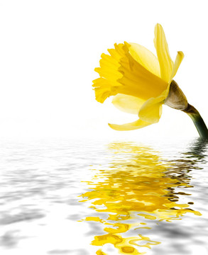 水仙花的反映