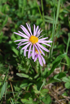 高山紫菀（Aster alpinus）