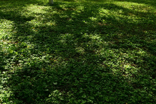 綠草地 陽光