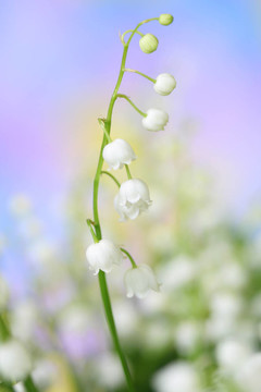山谷的百合花