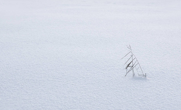 大片覆蓋在紋理雪中的草