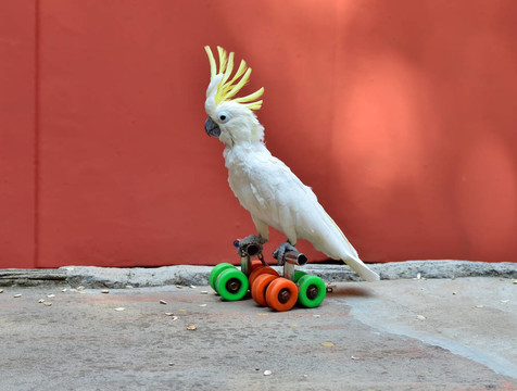 Parrot卷