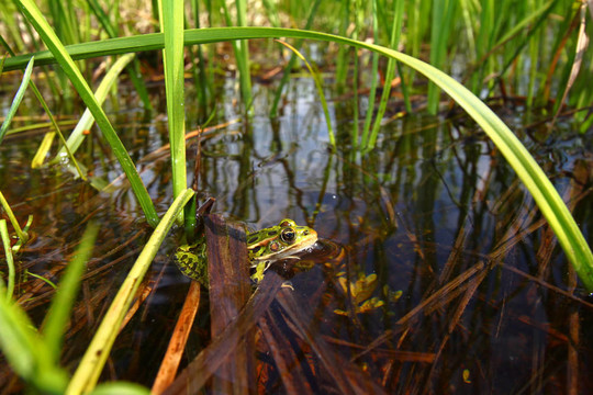 北方豹蛙（Rana pipiens）