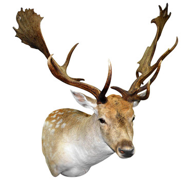 安裝Fallow Stag Head