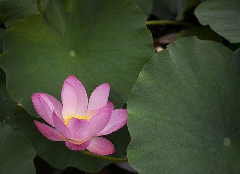 蓮花