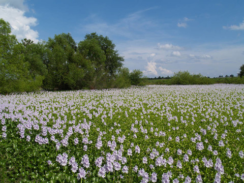 Lavender Flowers漂浮在池塘里