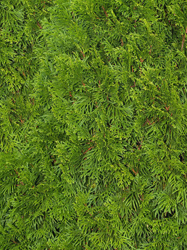 Cedar Bush的特寫