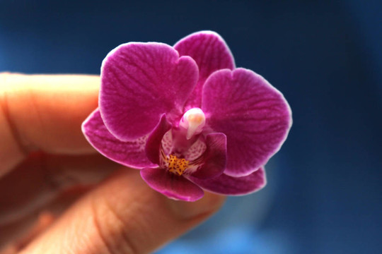 蘭花手