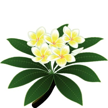 雞蛋花的花朵