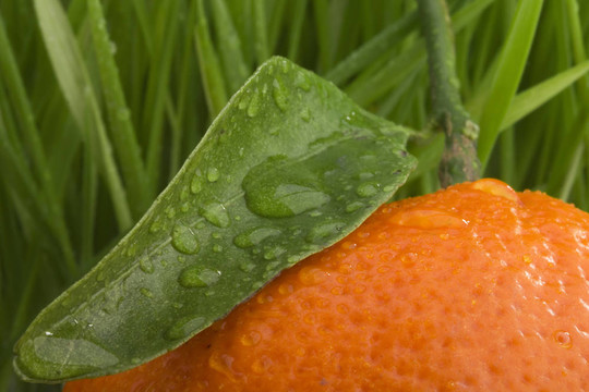 橙色的Tangerine夜店