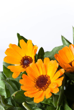 橙色和黄色的花，金盏花