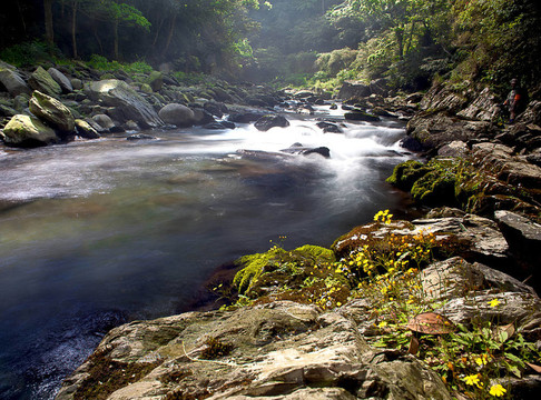 山；樹(shù)與河