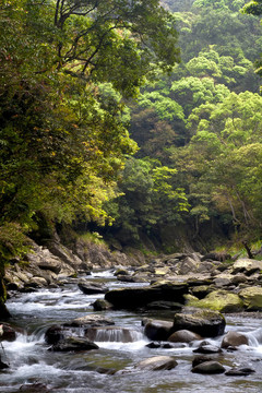 山；樹與河