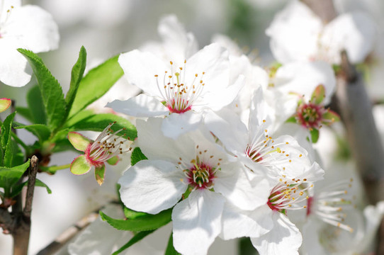 櫻花
