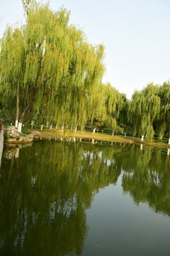 垂柳 倒影 湖泊