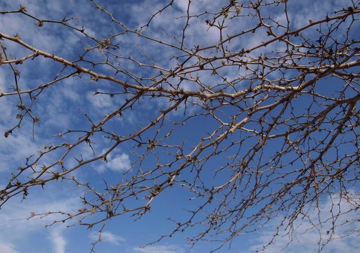 樹枝與天空