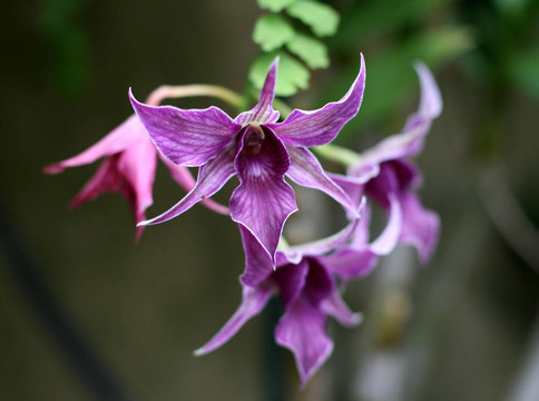 蘭花