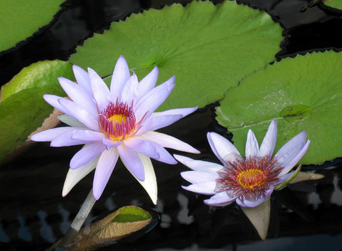 水百合