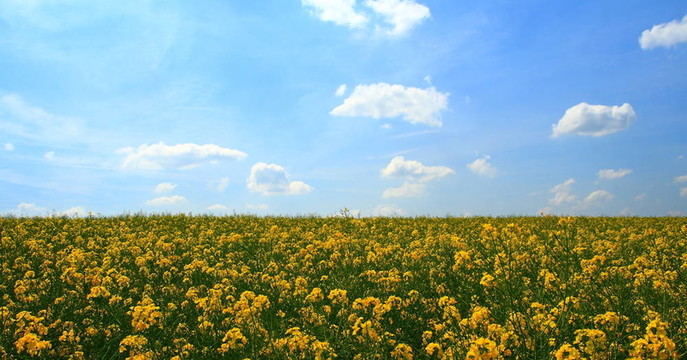 油菜田
