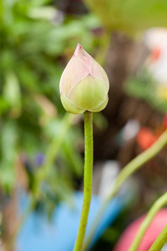 花園里的荷花