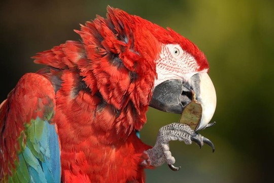 猩紅色的金剛鸚鵡鳥