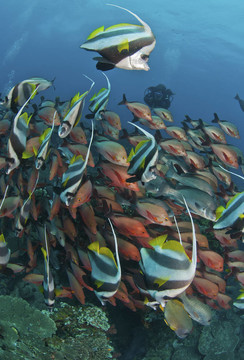 瘋狂釣魚