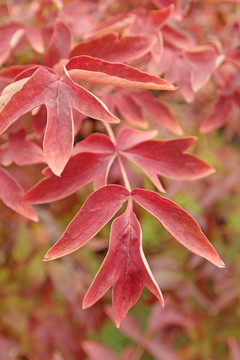 紅色的紙