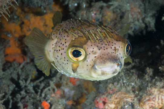 孤獨的魚