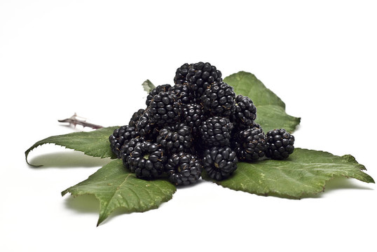 blacberries在葉。