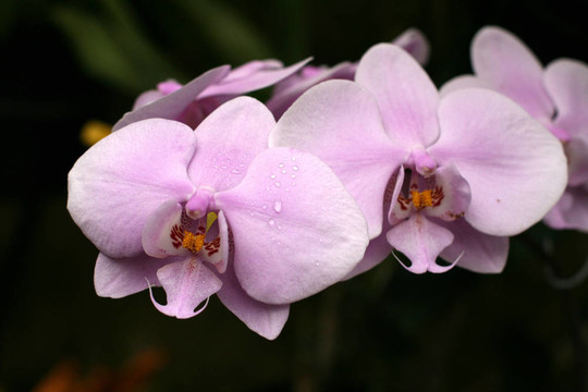 蘭花