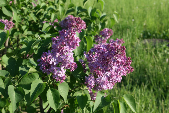 丁香花