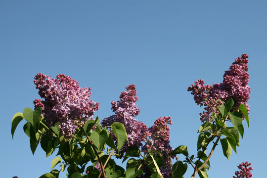 丁香花